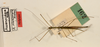 CollectionObject 1561860; 654676ad-d503-42ba-bfb7-6275ce6096e3: copyright ZMUH, Hamburg. male (holotype). (CollectionObject).
