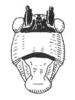 Melanonotus pulcher (Brunner von Wattenwyl, 1895): Fig. 75. male face. (Otu).