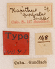 CollectionObject 1597726; 8c7b832f-ee2e-4712-849b-ddfe80ebcdec: labels (syntype of Hapithus quadratus). (CollectionObject).