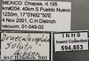 Other on Draeculacephala soluta Gibson, 1919: (Observation).