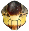 Head: Stirellus bicolor, face (INHS). (Observation).