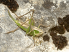 CollectionObject 1574045; 53feed2f-e023-49dd-abed-99fbff5607ac: female (Montenegro, Durmitor Mts). (CollectionObject).