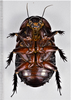 CollectionObject 1618735; 306c0950-779d-4f75-97d1-b0a3a47d4d77: (CollectionObject).