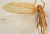 CollectionObject 1534495; 9b1b0528-4e5a-4385-9eea-a98325dda28b: female, dorsal view (syntype of Mataeus orientalis). (CollectionObject).