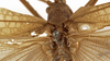 CollectionObject 1529680; 4eda497e-7de8-4ce5-9701-1a21d5ece483: male stridulatory area (holotype). (CollectionObject).