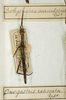 CollectionObject 1560521; 3d8c3efc-62eb-46d0-ada6-b71c125d2e40: copyright MNHN, Paris. female of synonym Onogastris exsiccata (holotype). (CollectionObject).