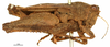 CollectionObject 1578174; OUM 735 2/4, fe9597ab-ab91-4f26-a856-a2454ceec704: female, lateral view (syntype). (CollectionObject).