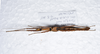 CollectionObject 1576228; 0ebdc1ac-2e83-4089-8e31-7975c0165691: copyright FRCS, Sabah. male, ventral view (paratype). (CollectionObject).