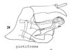 Pygofer, lateral view: !! display not done !! on Haplaxius pictifrons (Stål, 1862): (Observation).