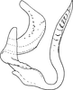 Aedeagus, lateral view on Empoascanara (Empoascanara) nigrobimaculata (Motschulsky, 1863): Aedeagus, lateral view. (Observation).