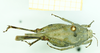 CollectionObject 1586367; 815e819c-07dd-4453-b029-1ac54b91ffcd: female, dorsal view. (CollectionObject).