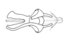 Omalotettix obliquus (Thunberg, 1824): Fig. 23A. phallus, dorsal view. (Otu).