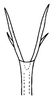 Aedeagus, ventral view on Bahita interjecta Linnavuori & DeLong, 1978: Bahita interjecta, aedeagus, ventrally. (Observation).
