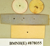 Phoetalia pallida (Brunner von Wattenwyl, 1865): Holotype, unsexed, labels, reverse. BMNH(E)#878055. (Otu).