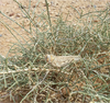 CollectionObject 1586169; 208dc381-1bb6-451f-951e-1cbe41502d65: Anabasis articulata plant was occupied by Dericorys albidula. (CollectionObject).