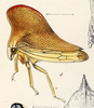 Habitus, lateral view: !! display not done !! on Telamona excelsa (Fairmaire, 1846): (Observation).