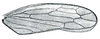 Forewing: Idiodonus kennicottii, forewing. (Observation).
