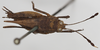 CollectionObject 1580298; 223222a7-b9b0-4ab2-8894-eee681f9f696: female, dorsal view (paratype of Phaestus sumatrensis). (CollectionObject).