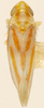 Habitus, dorsal view on Erythridula obliqua (Say, 1825): Habitus (allotype, KSEM collection). (Observation).