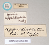 CollectionObject 1590160; f26e54d3-06f5-4eac-91a1-e629f092c270: copyright Natural History Museum, London. male, data labels (syntype). (CollectionObject).