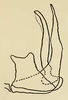 Aedeagus, lateral view: Male holotype [USNM]: aedeagus, lateral view. (Observation).
