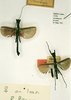 CollectionObject 1560635; 87275de2-6941-46fc-855c-4d28d7122841: copyright RMNH, Leiden. male (lectotype / paralectotype). (CollectionObject).