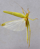 CollectionObject 1593843; c2e36bb8-1b52-47f7-a3f4-cdb2316ffca4: male, dorsal view. (CollectionObject).