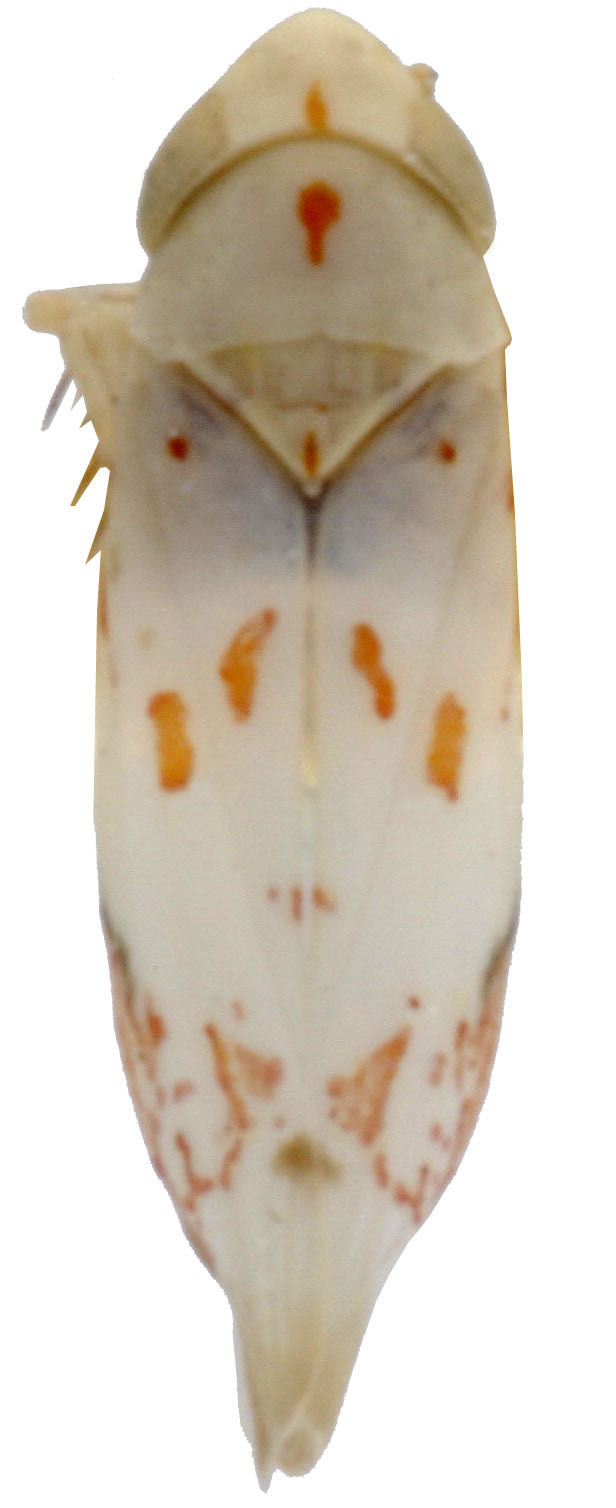 Habitus (INHS collection) Depicts Habitus, dorsal view, an Observation.