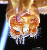CollectionObject 1503153; 6bb3b445-2e76-4669-8f0d-43e1799151b6: male cerci (holotype). (CollectionObject).