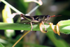FieldOccurrence 214; a1788a00-028f-41bd-bd65-ed878b2d77a1; Mount Elgon national Park, 2011/11/18: male. (FieldOccurrence).
