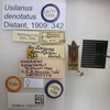Usilanus denotatus Distant, 1909: Usilanus denotatus. Lectotype. (BMNH) - (CC BY-NC 4.0) Photo by Stuart Cole, reproduced with permission from the Natural History Museum, London, UK. (Otu).