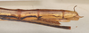 CollectionObject 1560539; b7430261-51a0-46d8-9b62-4f77159b4563: copyright OUMNH. female: end of abdomen, lateral view (holotype). (CollectionObject).