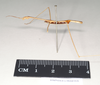 CollectionObject 1559610; NHMUK(SF IMPORT DUPLICATE) 844918, 0bc3b538-d2c0-4861-8d77-3eaded2a96a0: copyright Natural History Museum, London. male, lateral view (holotype). (CollectionObject).