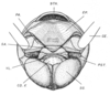 Ceuthophilus (Ceuthophilus) pallidipes Walker, 1905: Fig. 739. epiphallus. (Otu).
