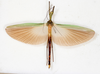 CollectionObject 1560948; NMW 162, 1925b228-acf7-47f2-be95-36f305dba647: copyright NMW, Vienna. female of synonym Parastratocles aeruginosus (holotype). (CollectionObject).