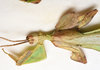 CollectionObject 1580923; f754aa04-ffcd-46ad-a5a5-24ab93e1c0f6: copyright FRCS Sabah. male: head & thorax (holotype). (CollectionObject).
