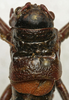 CollectionObject 1535228; 397bfd44-c829-4a92-8a79-d624139431bf: female pronotum, dorsal view (lectotype). (CollectionObject).