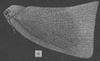Habitus, lateral view on Carthaeomorpha balloui Metcalf & Bruner, 1948: (Observation).