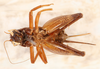 CollectionObject 1585739; ecb20c94-79bf-40de-81f4-da8ad6265605: female, ventral view (allotype). (CollectionObject).