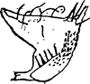 Pygofer, lateral view on Daluana ramlyi (Dworakowska, 1984): (Observation).