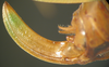 Kuwayamaea sapporensis Matsumura & Shiraki, 1908: female abdominal apex, lateral view. (Otu).