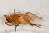 CollectionObject 1531221; 0edfc87f-3b3d-4b02-979d-29eb5f94ad71: female, lateral view (holotype). (CollectionObject).