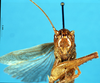 CollectionObject 1502555; 4157409d-9462-483f-b2f4-cf871b487440: male, frontal view. (CollectionObject).