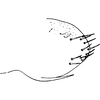 Pygofer, lateral view on Asymmetrasca decedens (Paoli, 1932): Genital capsule, lateral view. (Observation).