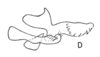 Aedeagus, lateral view on Cyphonia pygmaea Sakakibara, 1968: (Observation).