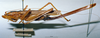 CollectionObject 1507389; cab3698e-c428-45d1-88e2-23186bc29631: female habitus lateral view (holotype). (CollectionObject).