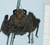 CollectionObject 1583756; 403716bd-b6f9-4158-9cc4-faf524893993: female, frontal view. (CollectionObject).
