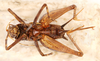 CollectionObject 1585741; e7b979fd-348c-4ab3-8a09-0538d75e12e1: female, ventral view (allotype). (CollectionObject).