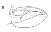 Aedeagus, lateral view: (Observation).