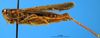 CollectionObject 1505416; 269c6ef7-d350-4a09-bea1-aab288ae9f9e: male, lateral view (paratype). (CollectionObject).